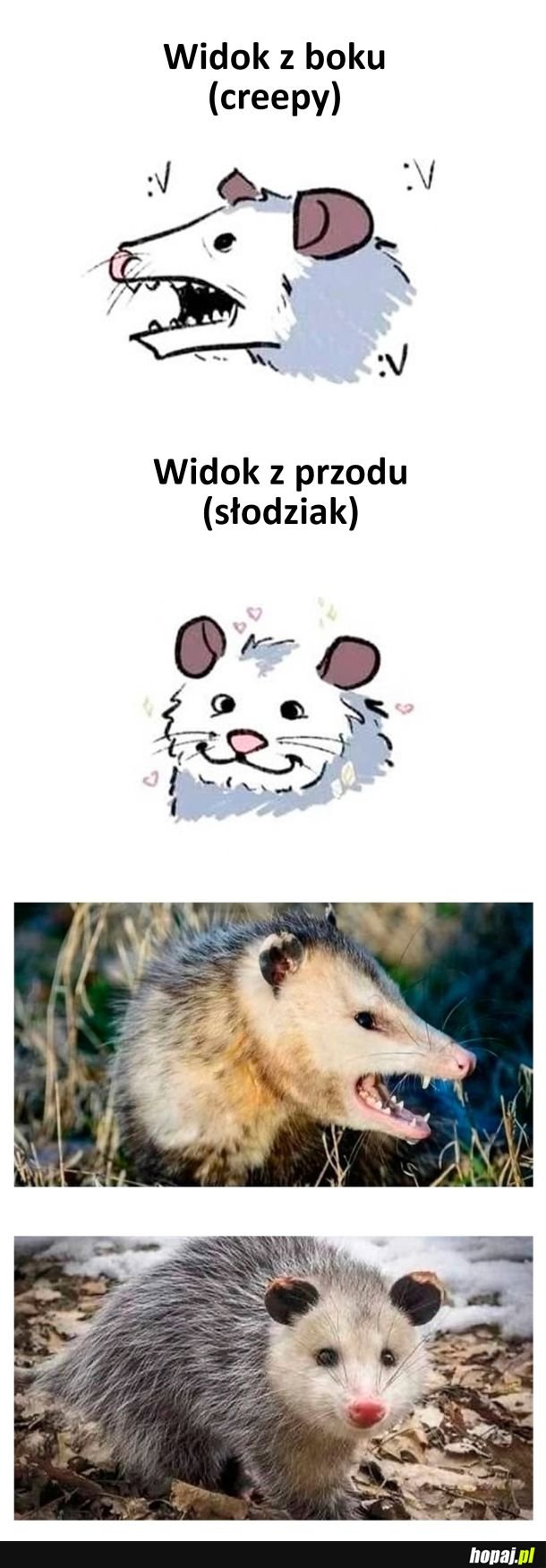 Jedna mordka dwa oblicza